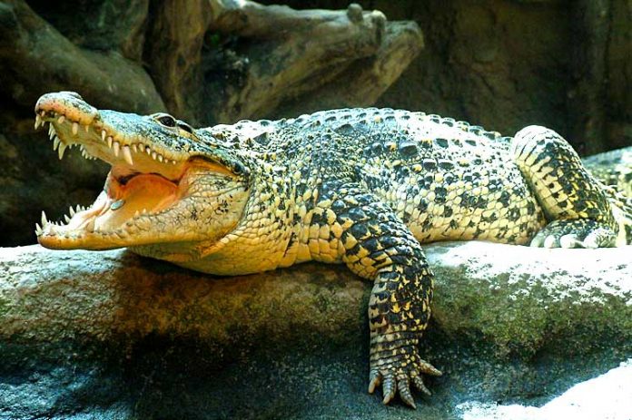Crocodile cubain